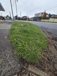 Before lawn mowing and edging in Clayton South